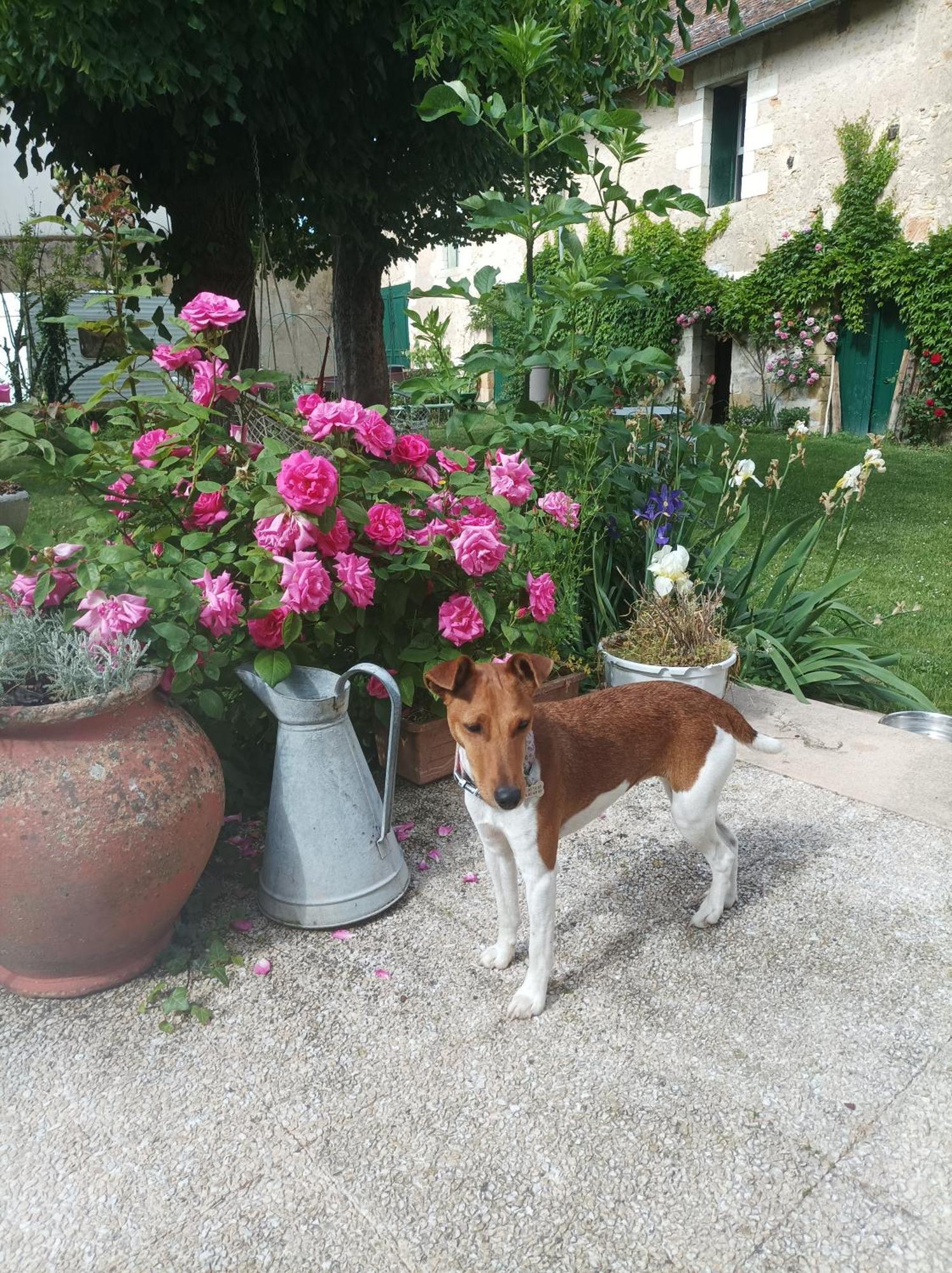 Le Relais Des Roses- Chambres D'Hotes Vatan 外观 照片